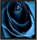 Une rOse qu'On ne cueillera plus...